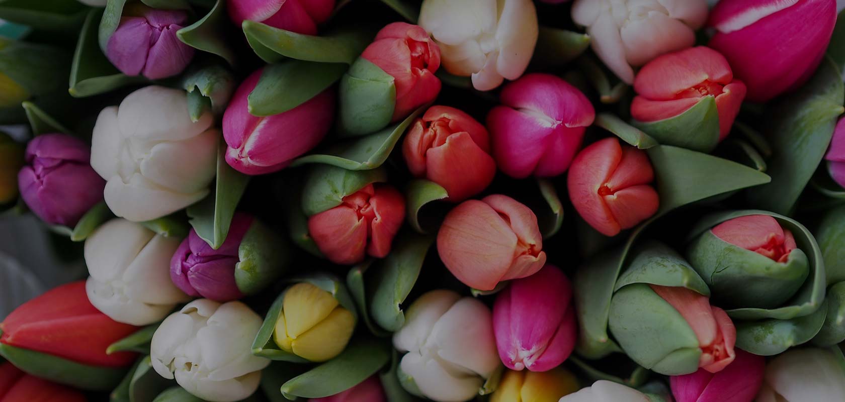 Dozen of Tulips